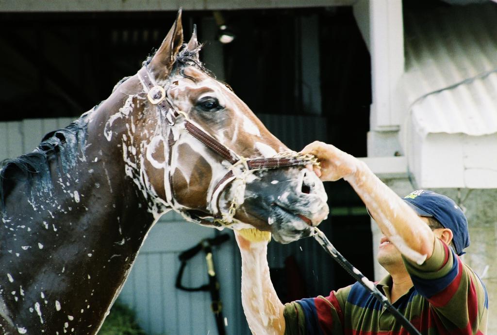 Barbaro gets a bath after morning exercise. (Carrie Curry photo)